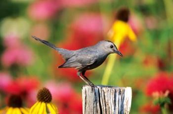 Gray Catbird On A Fence Post, Marion, IL | Obraz na stenu