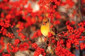 Northern Cardinal In Common Winterberry Marion, IL | Obraz na stenu