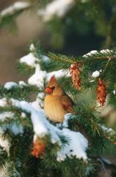 Northern Cardinal In A Spruce Tree In Winter, Marion, IL | Obraz na stenu