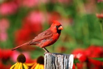 Northern Cardinal On A Fence Post, Marion, IL | Obraz na stenu
