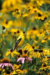 American Goldfinch On Black-Eyed Susans, Illinois | Obraz na stenu