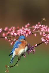 Eastern Bluebird N Redbud Tree In Spring, Illinois | Obraz na stenu