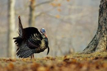 Eastern Wild Turkey Strutting, Illinois | Obraz na stenu