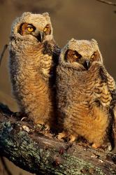 Great Horned Owls, Illinois | Obraz na stenu