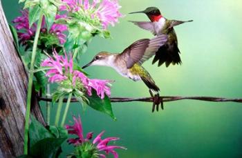 Ruby-Throated Hummingbirds At Bee Balm | Obraz na stenu