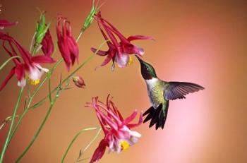 Ruby-Throated Hummingbird On Crimson Star Columbine | Obraz na stenu