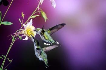 Ruby-Throated Hummingbird Females At Mckana Hybrid Columbine, Shelby County, Illinois | Obraz na stenu