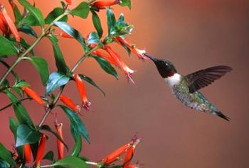 Ruby-Throated Hummingbird At Cigar Plant | Obraz na stenu