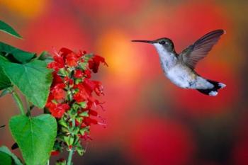 Ruby-Throated Hummingbird On Scarlet Sage | Obraz na stenu
