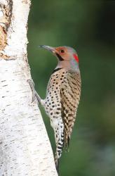 Northern Flicker On A Birch Tree | Obraz na stenu