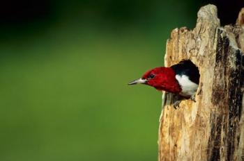 Red-Headed Woodpecker In Nest Cavity, Illinois | Obraz na stenu