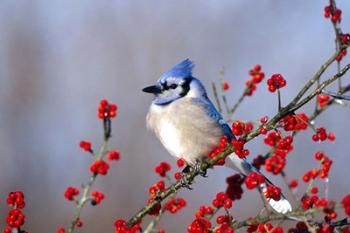 Blue Jay In Icy Green Hawthorn Tree | Obraz na stenu