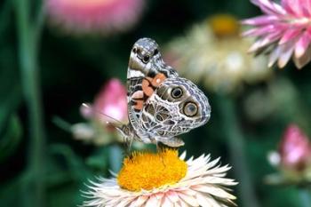 American Lady Butterfly On An Outback Paper Daisy | Obraz na stenu