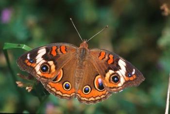 Common Buckeye | Obraz na stenu