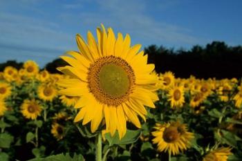Common Sunflower Field, Illinois | Obraz na stenu