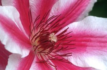 Carnaby Clematis Flower, Marion County, Illinois | Obraz na stenu