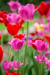 Pink And Red Tulips, Cantigny Park, Wheaton, Illinois | Obraz na stenu