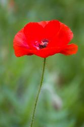 Red Poppy, Cantigny Park, Wheaton, Illinois | Obraz na stenu