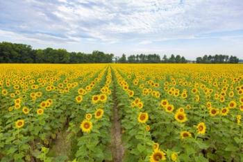 Sunflowers In Field | Obraz na stenu