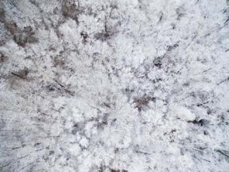 Aerial View of Snow-Covered Trees, Marion County, Illinois | Obraz na stenu