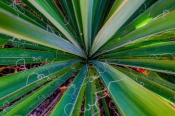 Close-Up Of Yucca Plant Leaves | Obraz na stenu