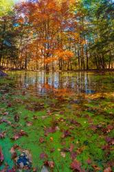 Fall Foliage Reflection In Lake Water | Obraz na stenu