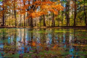 Fall Foliage Reflection In Lake Water | Obraz na stenu