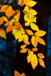 Sunlight Filtering Through Colorful Fall Foliage | Obraz na stenu
