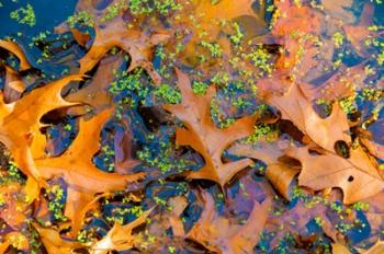 Fallen Fall Foliage In Pond Among Aquatic Plants | Obraz na stenu