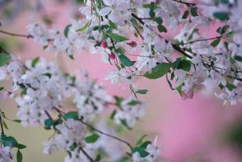 Weeping Cherry Tree Blossoms, Louisville, Kentucky | Obraz na stenu