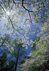 White Flowering Dogwood Trees in Bloom, Kentucky | Obraz na stenu