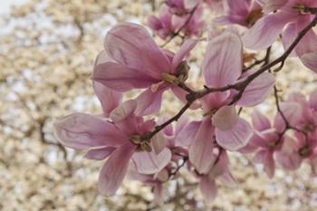 Yulan Magnolia Blossoms, Louisville, Kentucky | Obraz na stenu