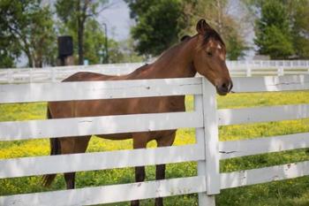 Horse At Fence, Kentucky | Obraz na stenu