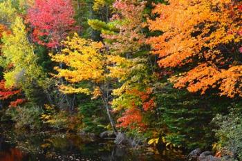 Autumn Trees Along The Sheepscot River, Maine | Obraz na stenu