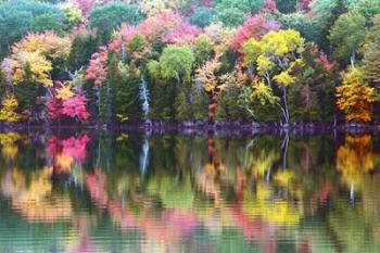 Great Long Pond Reflection,  Maine | Obraz na stenu