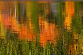 Bubble Pond, Acadia National Park, Maine | Obraz na stenu