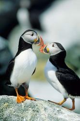 Atlantic Puffins, Machias Seal Island, Maine | Obraz na stenu