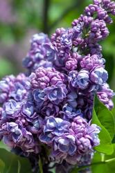 Purple Lilac Tree, Arnold Arboretum, Boston | Obraz na stenu