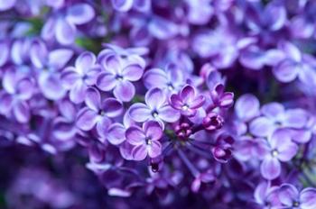 Close-Up Of A Purple Lilac Tree, Arnold Arboretum, Boston | Obraz na stenu