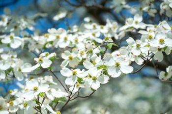 Dogwood Tree, Arnold Arboretum, Boston | Obraz na stenu