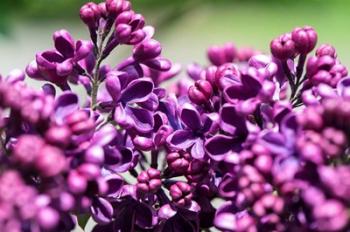 Fuschia Lilac Tree, Arnold Arboretum, Boston | Obraz na stenu