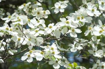 Dogwood Tree, Arnold Arboretum, Boston | Obraz na stenu