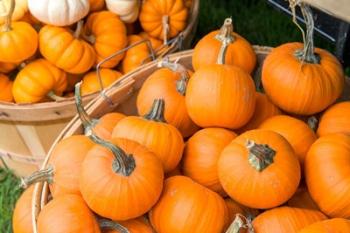 Pumpkin Harvet, Massachusetts | Obraz na stenu