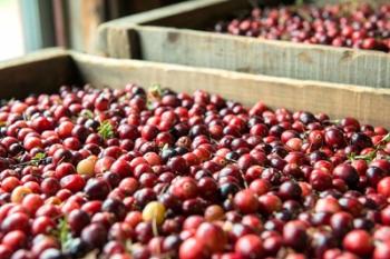 Cranberry Harvest, Massachusetts | Obraz na stenu