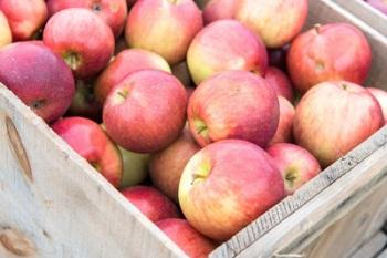 Apple Harvest, Massachusetts | Obraz na stenu