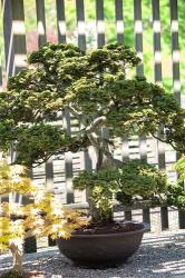 Bonsai Tree, Arnold Arboretum | Obraz na stenu