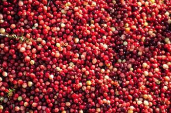 Cranberry Close-Up, Massachusetts | Obraz na stenu