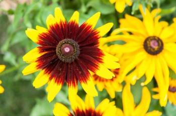 Black-Eyed Susans, Massachusetts | Obraz na stenu