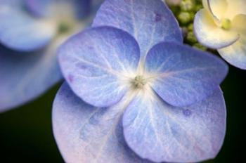 Blue Lacecap Hydrangea, Massachusetts | Obraz na stenu