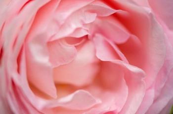Close-Up Of A Pink Pierre De Ronsard Rose | Obraz na stenu